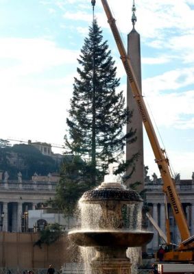 L’abete della Sila in Piazza San Pietro - 25.2 Kb